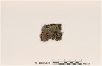 藏品(雪花衣屬)的圖片